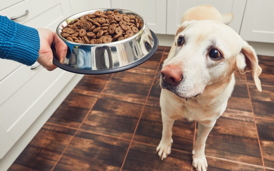 Alimento para mascotas se encareció casi 20% en tan sólo un año: ANPEC