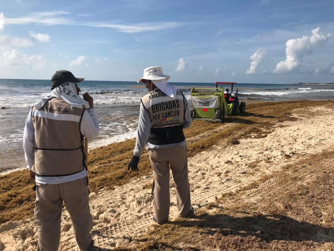 La llegada masiva de sargazo comienza en las costas de Quintana Roo