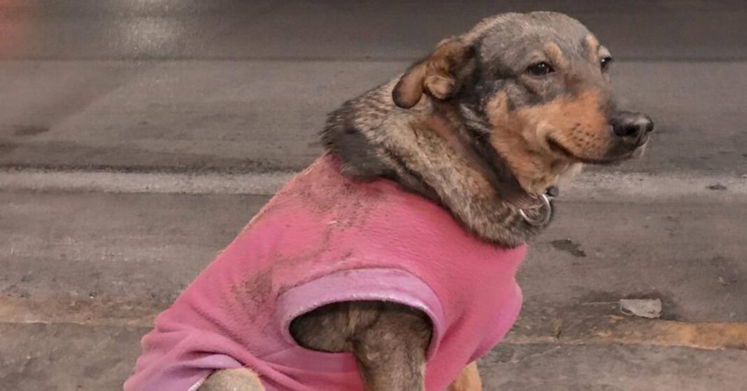 Quién es Lola, la mascota que “trabaja” en una taquería en Tamaulipas