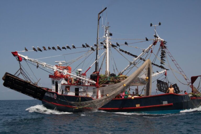 Anuncia Sader fechas de veda temporal de camarón del Golfo de México y mar Caribe