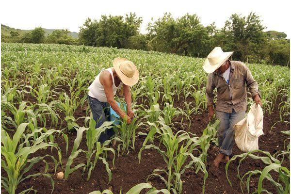 Aumenta el número de agricultores beneficiados con fertilizante gratuito en Guerrero