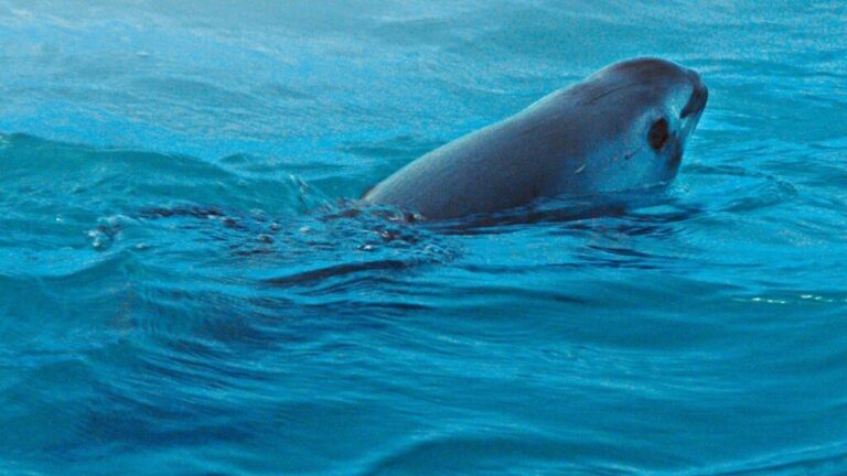 México presentó a la UNESCO avances del Plan para proteger a la Vaquita Marina