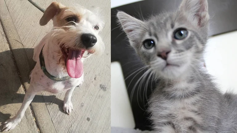 Plaga de chinches: ¿Cómo cuidar tus mascotas?