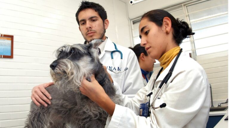 Día Mundial del Veterinario: ¿Cuántos existen en México?