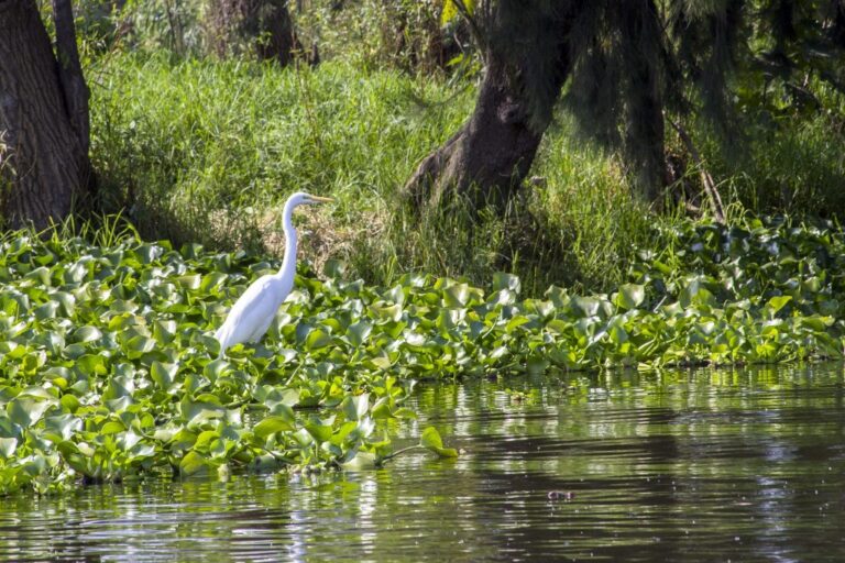 Por qué el agua del Lago de Texcoco es salada