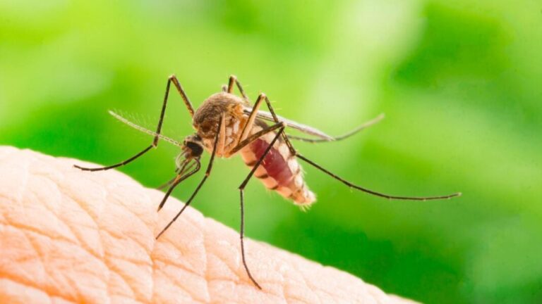 Cómo usar la vainilla para alejar a los mosquitos