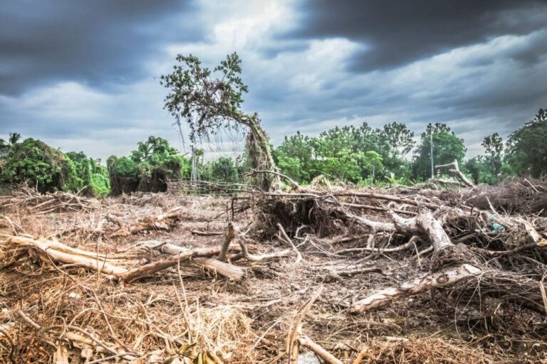 Temas ambientales y combate climático, ausentes en las propuestas de los candidatos presidenciales