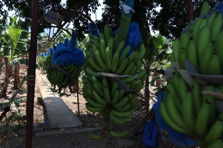 Estados Unidos, Japón y Canadá, lideran las compras de plátano mexicano: Sader