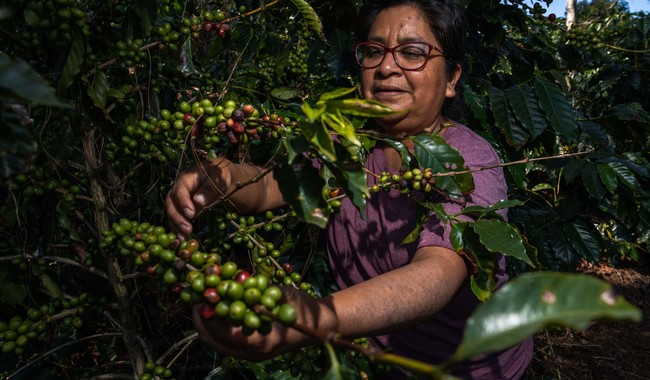 Activan campaña “Pide un café mexicano” para fomentar su consumo / Por Alicia Valverde