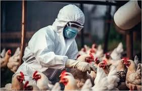Activan protocolo sanitario en NL por influenza aviar AH7N3 en granja comercial / Por Alicia Valverde