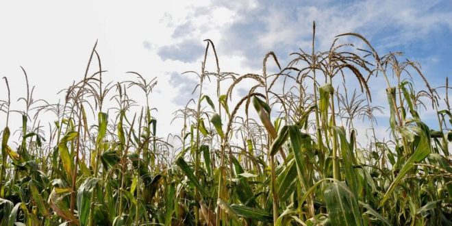 Acuerdan UNTA y Sader reuniones periódicas para impulsar la agricultura / Por Alicia Valverde