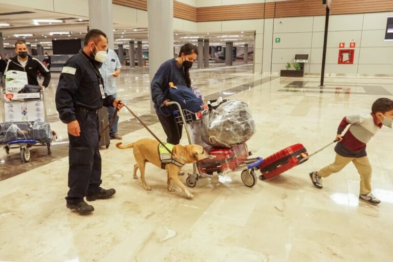 Refuerza Senasica inspección para prevenir ingreso de plagas y enfermedades al país / Por Alicia Valverde