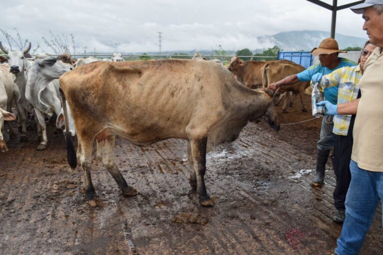 Se le salió de control gusano barrenador a EU, acusa México / Por Alicia Valverde    