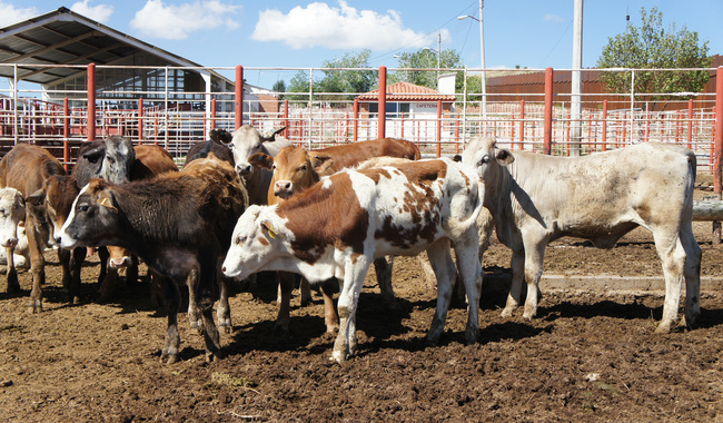 Validará EU reconocimiento de tuberculosis bovina para facilitar exportaciones de ganado en pie / Por Alicia Valverde