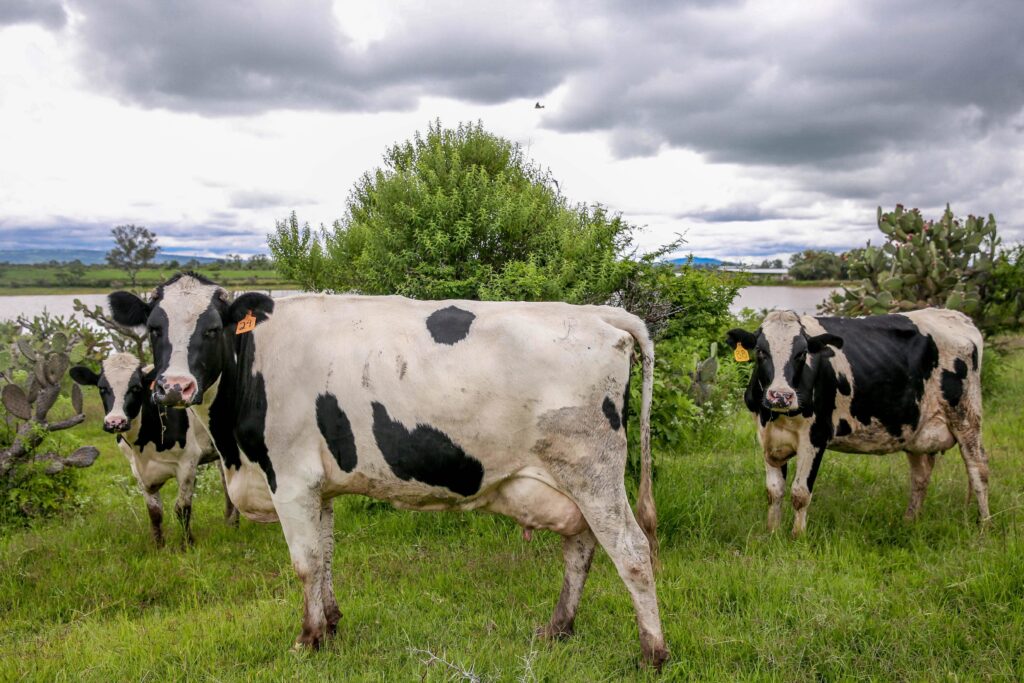 Con una campaña buscan revertir el consumo de leche que ha caído 4.5% / Por Alicia Valverde