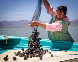Incrementa Conapesca en 500 pesos el apoyo del componente Bienpesca / Por Alicia Valverde