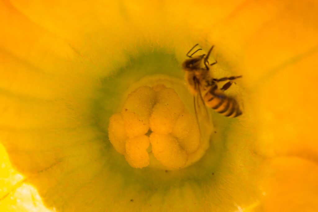 Protegerán a las abejas para salvar la producción de 80% de los cultivos / Por Alicia Valverde