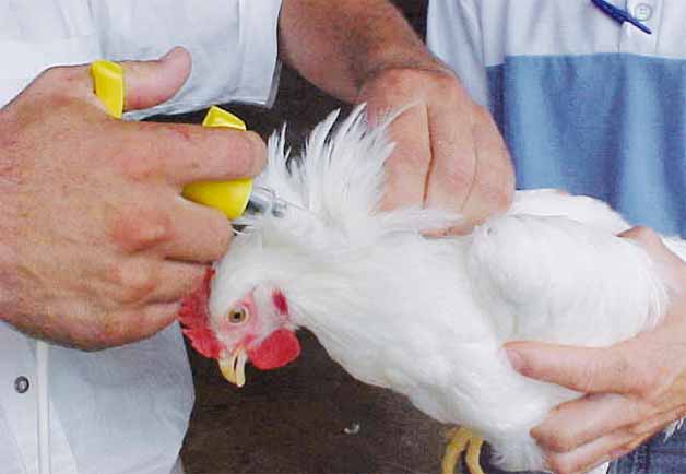 Emprende Jalisco jornada de vacunación gratuita contra la Newcastle, enfermedad muy peligrosa para las aves