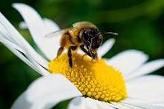 Analizan en EdoMex protección de polinizadores como para la conservación de bosques y biodiversidad