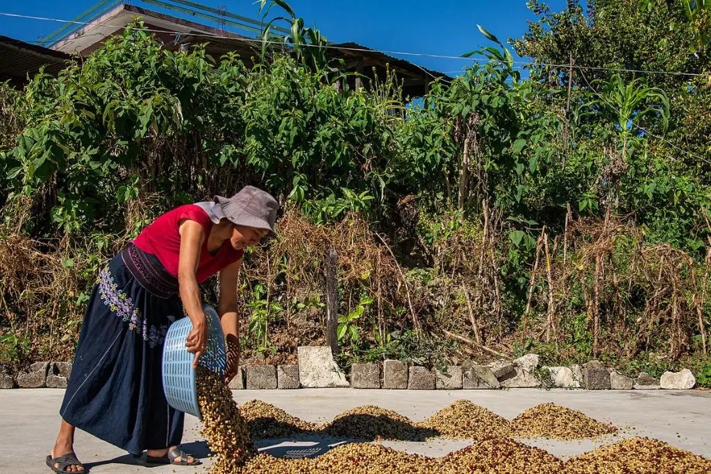 Ante efectos del cambio climático, apoyan a cafetaleros chiapanecos