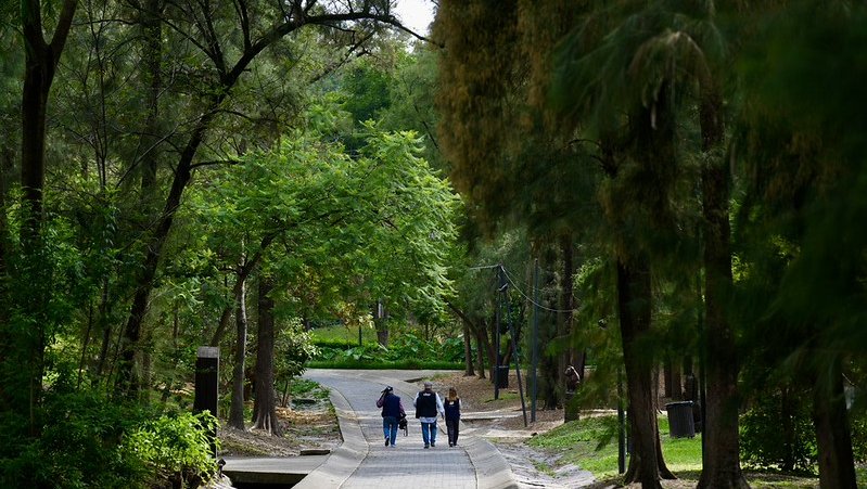 Proyecta Jalisco plantar 211 mil árboles durante Campaña Estatal de Reforestación 2026