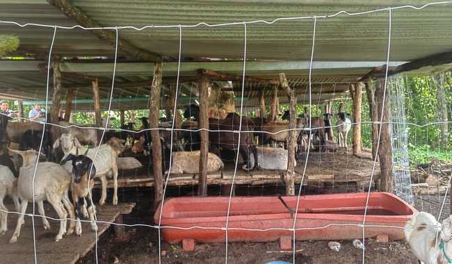 Suspende México temporalmente la importación de animales vivos de EU por presencia de gusano barrenador / Por Alicia Valverde