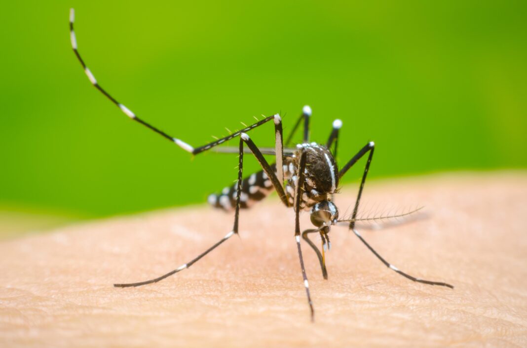 Yucatán comparte con Campeche estrategia innovadora para el control del dengue