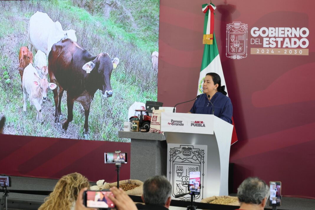 Puebla intensifica combate al gusano barrenador con vigilancia, capacitación y prevención
