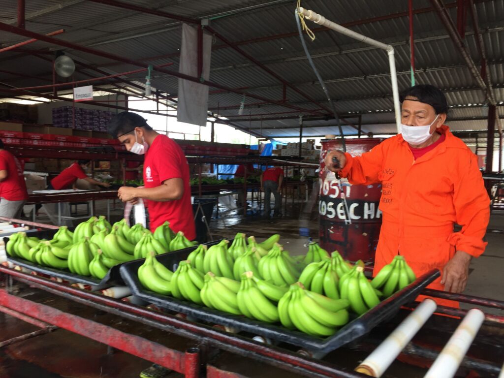 Investigan ingreso ilegal de plátano desde Guatemala / Por Alicia Valverde