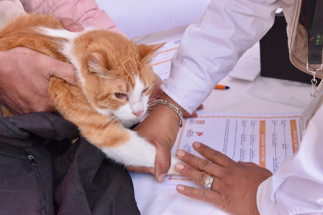 Entra en vigor Ley de Protección, Cuidado y Bienestar Animal del EdoMéx