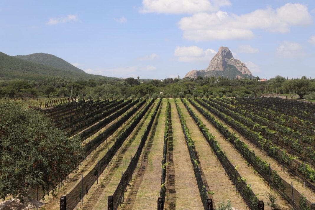Refuerza Viñedo de Piedra oferta de la Ruta del Arte, Queso y Vino de Querétaro