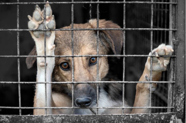 México: la crueldad que se vuelve costumbre / Por Claudia Bolaños