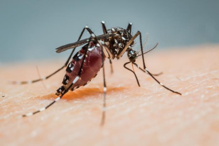 Coordina Veracruz acciones regionales contra dengue, zika y chikungunya