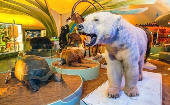 Invitan un vivier experiencias inmersivas en el Museo de Historia Natural y Cultura Ambiental de la CDMX