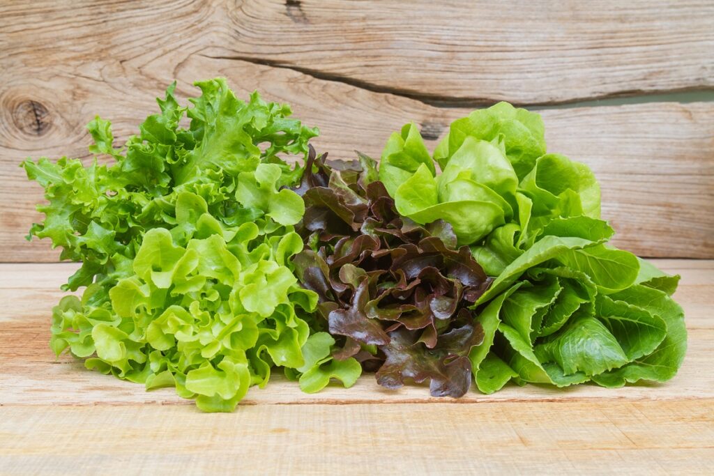 Investiga gobierno de México brote de ciclosporiasis en lechuga iceberg en EU /Por Alicia Valverde