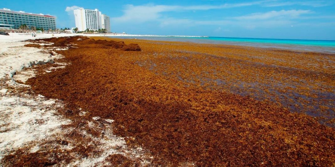 Sargazo, la maldición de la Riviera Maya / Por Mauricio Flores