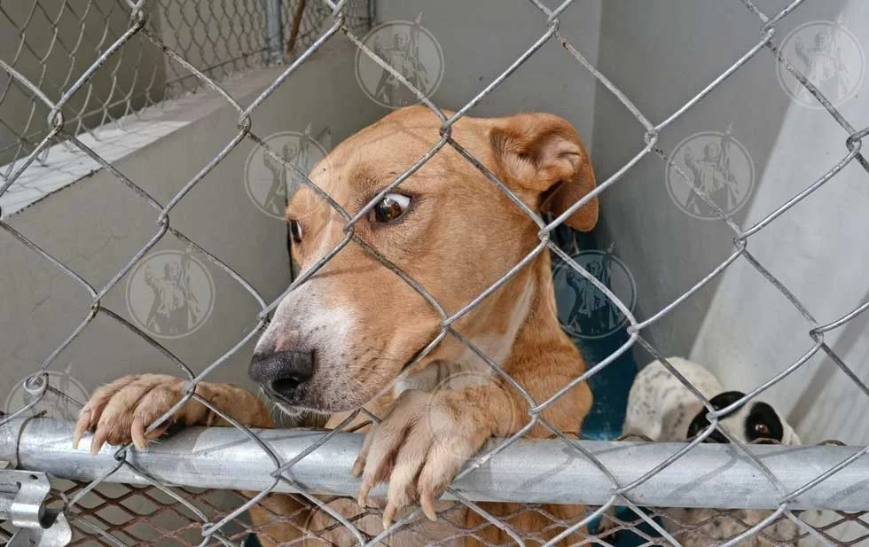 Proponen endurecer sanciones contra el maltrato y abuso animal en Nuevo León