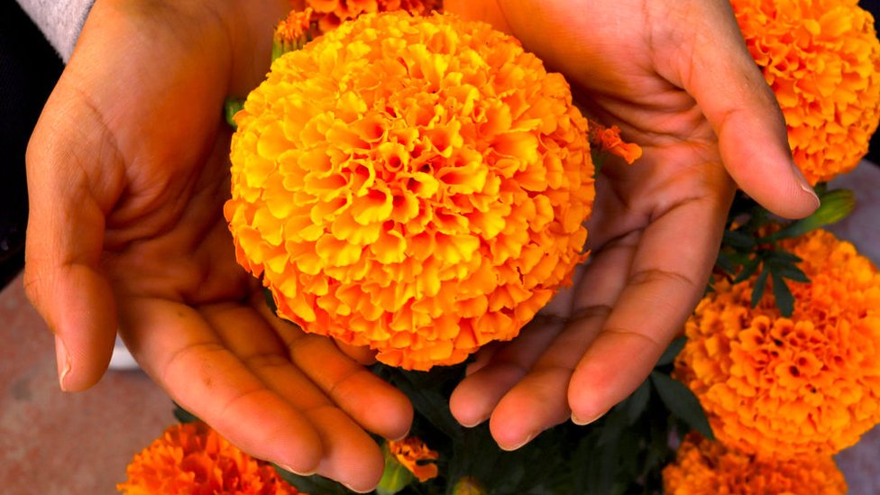Puebla fortalece la producción de flor de cempasúchil para Día de Muertos