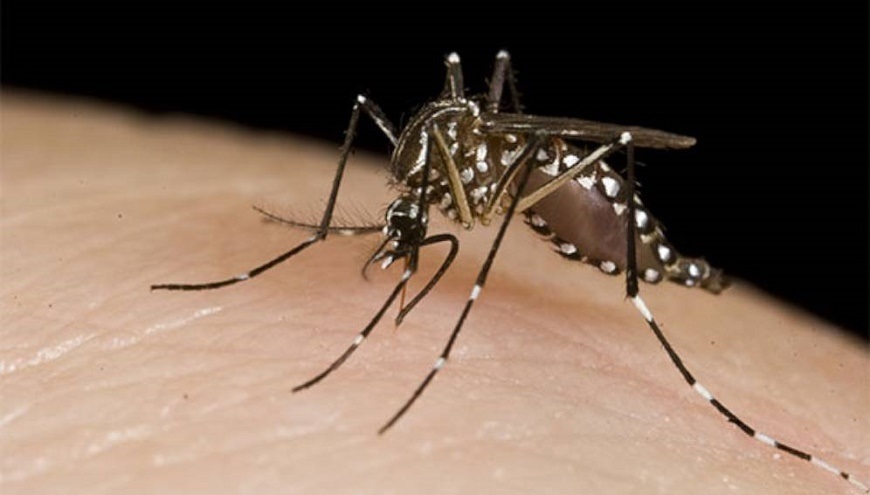 Convoca Querétaro a sumarse a la eliminación de criaderos de mosquitos