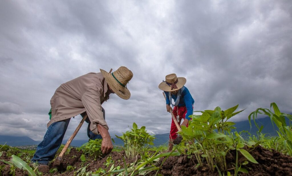 Bajar costos de producción y dar valor agregado, el reto: Sader / Por Alicia Valverde