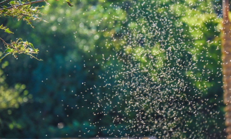 El problema de los mosquitos en Europa es cada vez más difícil de controlar