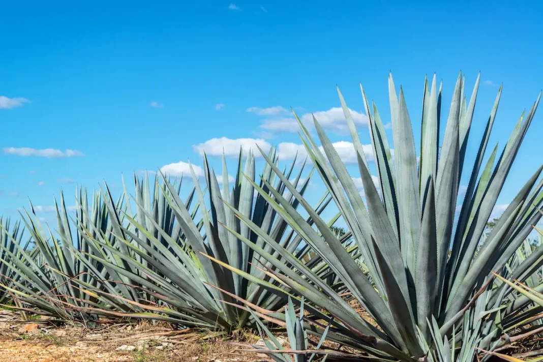 La crisis del agave y las multinacionales / Por Mauricio Flores