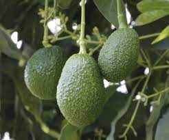 Reanudan parcialmente las exportaciones de aguacate a EU