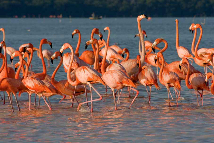 Refuerzan profesionalización de guías de turismo de naturaleza en Celestún