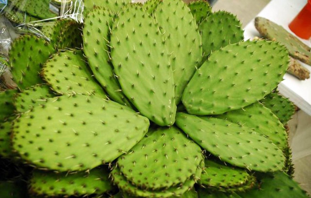 Invitan a celebrar la historia, identidad y patrimonio biocultural en la Feria del Nopal 2026 en la CDMX
