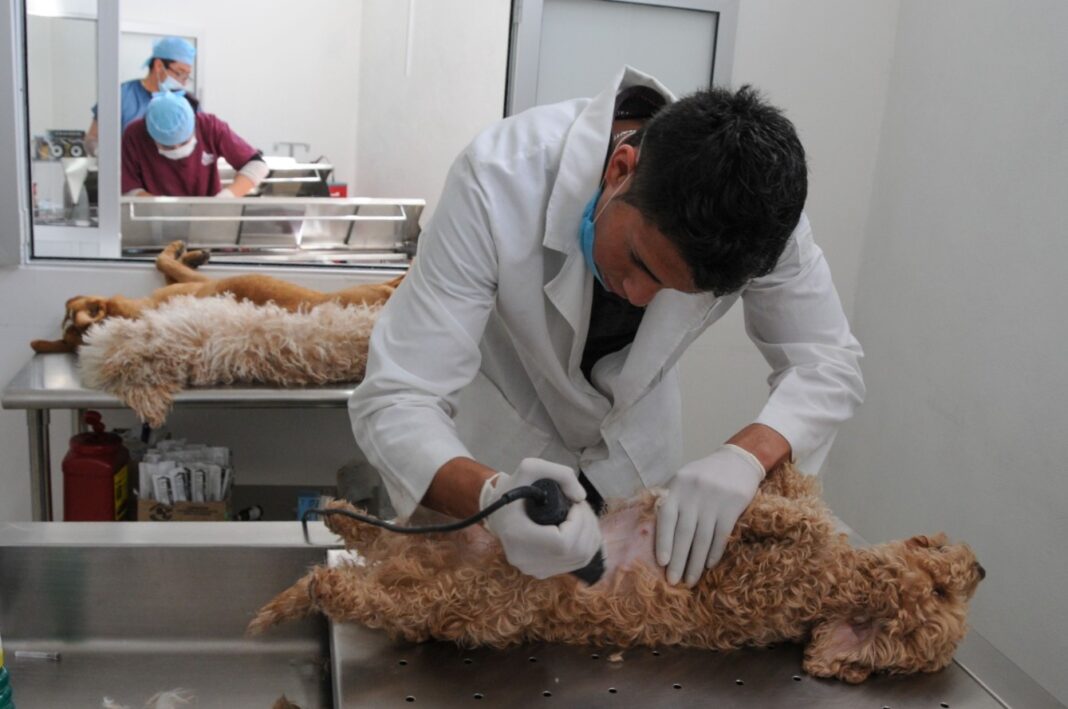 ¡Esteriliza a tus michis y lomitos! Anuncian campaña gratuita en el municiopio de Nezahualcóyotl