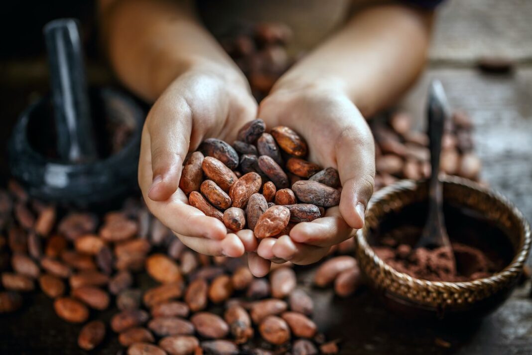 Acelera Tabasco rescate del cacao tabasqueño con módulos para garantizar precio justo