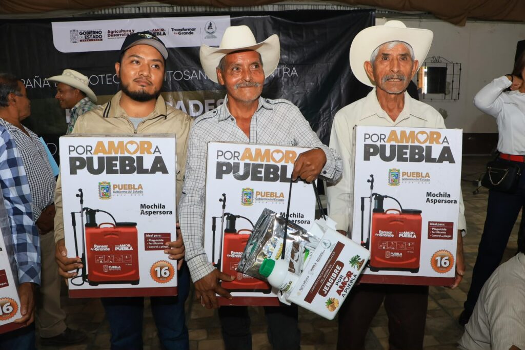 Protegen producción de jengibre en la Sierra Norte de Puebla