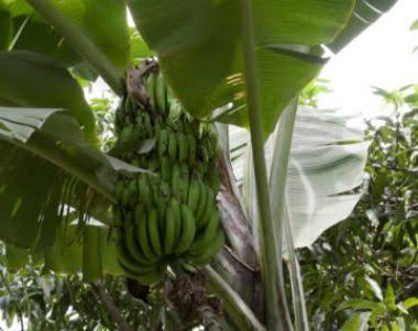Fortalece Jalisco plan de acción ante posible presencia de plaga que afecta al plátano